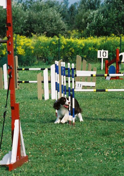 English Springer Spaniel photo: A/C Ch Karmadi's American Girl ADC (AAC), AGN (CKC), NA (AKC), NAJ (AKC) '