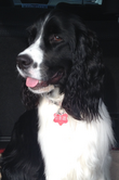 Alfie