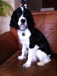 Bijou
