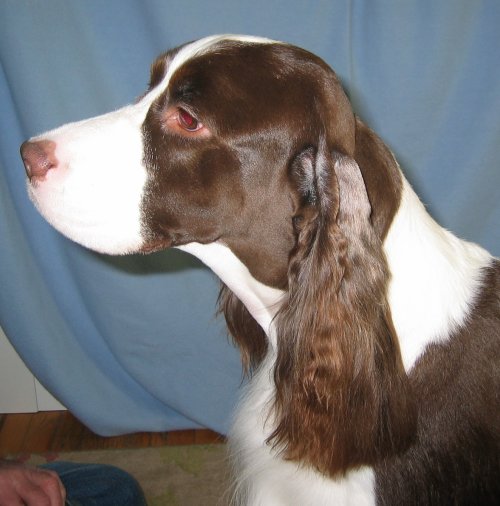 English Springer Spaniel photo: Ch Karmadi's  Blue Butterfly