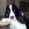 English Springer Spaniel photo:  Ch Karmadi's Blue Butterfly