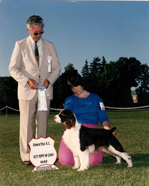 English Springer Spaniel photo: Cora