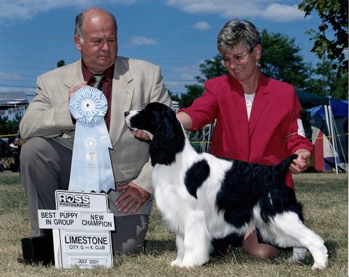 English Springer Spaniel photo: Lacey