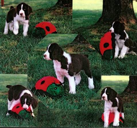 Ladybug as a pup.