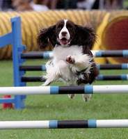 Lila: CKC Agility Trial 2003