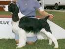 English Springer Spaniel image:  Porter