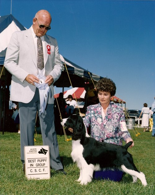 English Springer Spaniel photo: Tinker