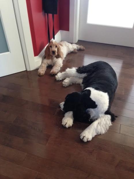 Alfie and new friend