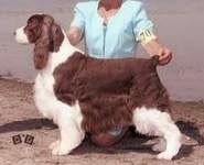 English Springer Spaniel image: Ch Karmadi's Lost In LA