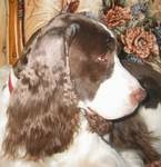 English Springer Spaniel image: Angie at 11 years old