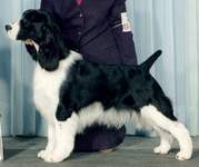 English Springer Spaniel Photo: Annie