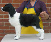 English Springer Spaniel image: 'Aprill'