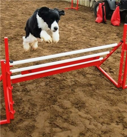 Astra enjoying agility