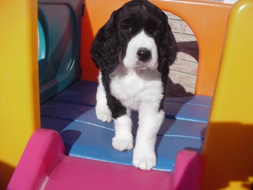 Astra on play structure