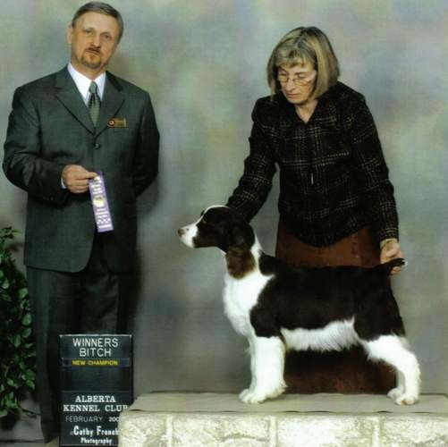 English Springer Spaniel image: Barcath Bee Naughty N Nice 'Taboo''