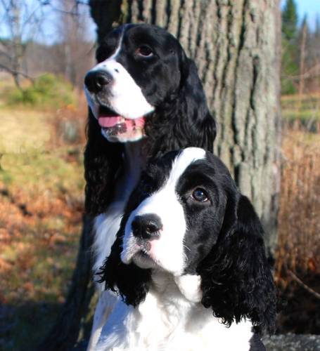 English Springer Spaniel image:  Garth with his Aunt, B.B.