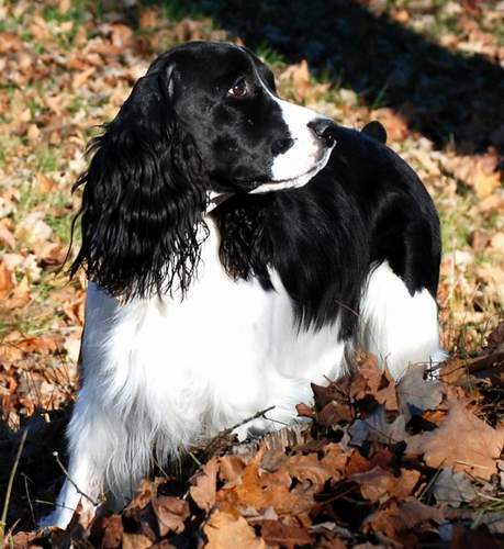 English Springer Spaniel image:  Ch Karmadi N Artworks Bee Sirius