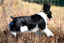 English Springer Spaniel image:  Ch Karmadi N Artworks Bee Sirius
