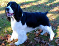 English Springer Spaniel image:  Ch Karmadi N Artworks Bee Sirius