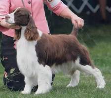 English Springer Spaniel image: Becky