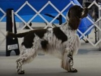 Ch Big Brazzle Xtra Hot