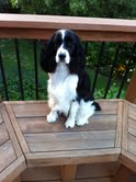 Bijou