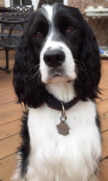 Bijou