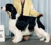 English Springer Spaniel photo: Ch Karmadi's Nights In White Satin