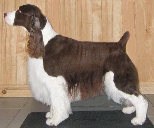 Photo: Ch Karmadi's Blue Butterfly-'Blue'