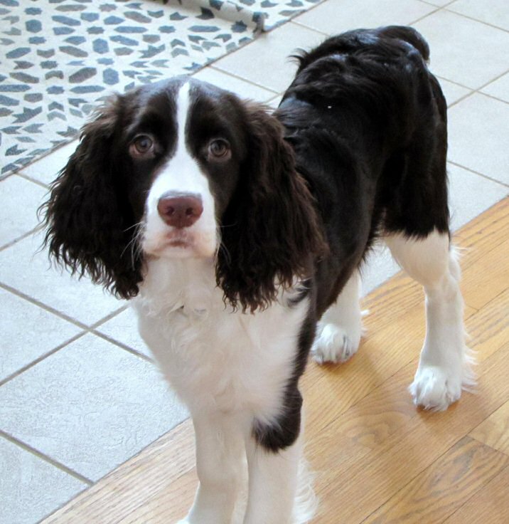 Bonnie