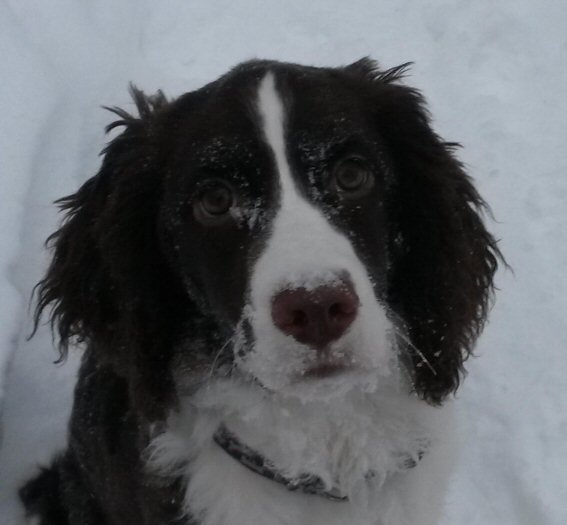 Bonnie