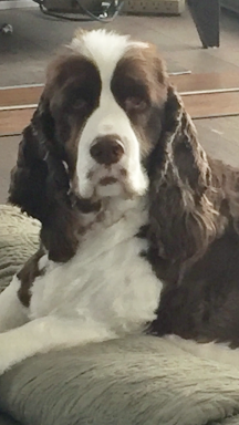 Bradie