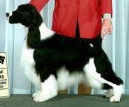 English Springer Spaniel Photo: Brody 