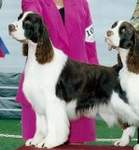English Springer Spaniel photo:  Ch Karmadi's Dire Straights