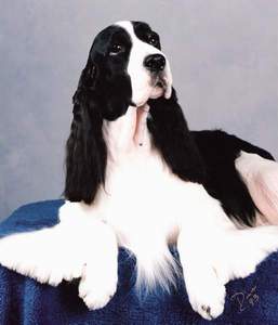 A/C Ch Brymar's Blazing Saddle