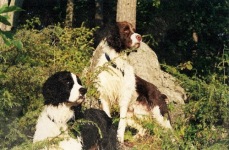 Bugle & Calli