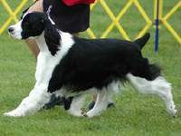 English Springer Spaniel photo: Ch Karmadi's Pet Detective