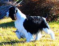 English Springer Spaniel image:  Cagney
