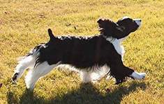 English Springer Spaniel image:  Cagney