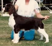 English Springer Spaniel photo:  Ch Nanjay's Carryover to Karmadi CD