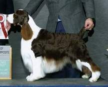 English Springer Spaniel image: BISS Ch Malysse Halo Masterchief Am/Can CD