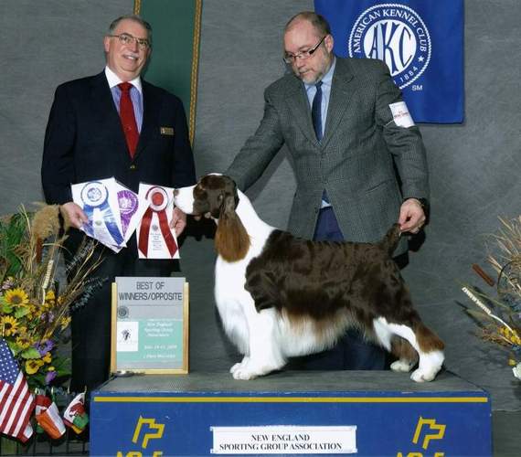 English Springer Spaniel photo: BISS Ch Malysse Halo Masterchief Am/Can CD
