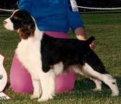 English Springer Spaniel photo:  Ch Burmon's Corona
