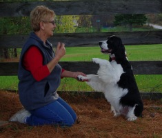 English Springer Spaniel photo:  Ch Karmadi's Anchor Man-'DAN'