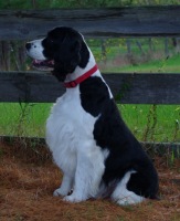 English Springer Spaniel photo:  Ch Karmadi's Anchor Man-'DAN'