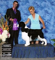 English Springer Spaniel image: Dan