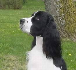 Dan