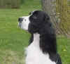 English Springer Spaniel photo:  Ch Karmadi's Anchor Man-'DAN'