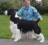 English Springer Spaniel photo:  Ch Karmadi's Anchor Man-'DAN'