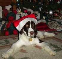 Darcy Lafferty Christmas 2006!